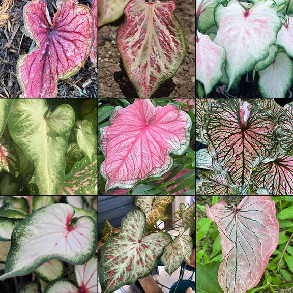Blue Buddha Farm: Caladium Mix Strap (Strap Leaf Varieties)-12 Bulbs - Easy to Grow Indoor or Outdoor Perennial Plant