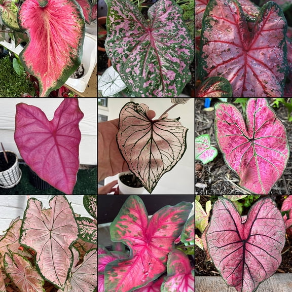 Blue Buddha Farm: Caladium Pink Mix (All Pink Varieties)-5 Bulbs - Easy to Grow Indoor or Outdoor Perennial Plant