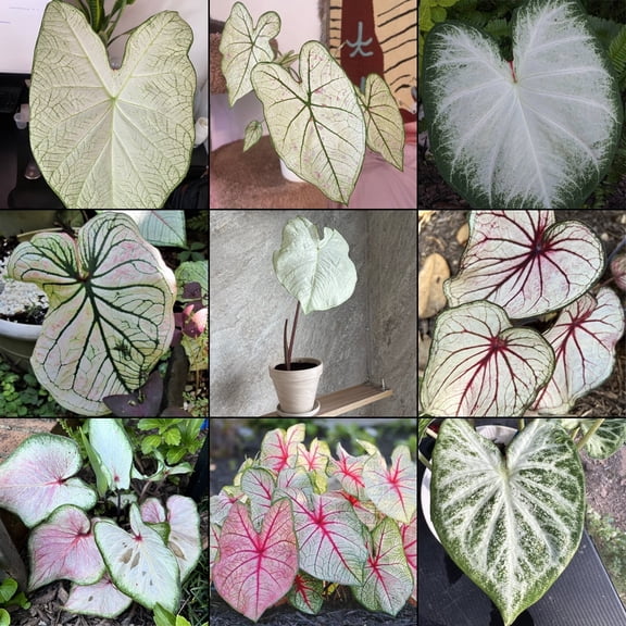 Blue Buddha Farm: Caladium White Mix (All White Varieties)-12 Bulbs - Easy to Grow Indoor or Outdoor Perennial Plant