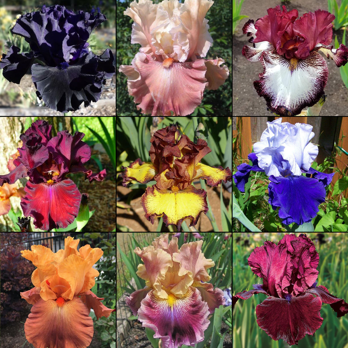 Blue Buddha Farm Canna Lily Mix 3 Mixed Canna Bulbs Easy to Grow Indoor or Outdoor