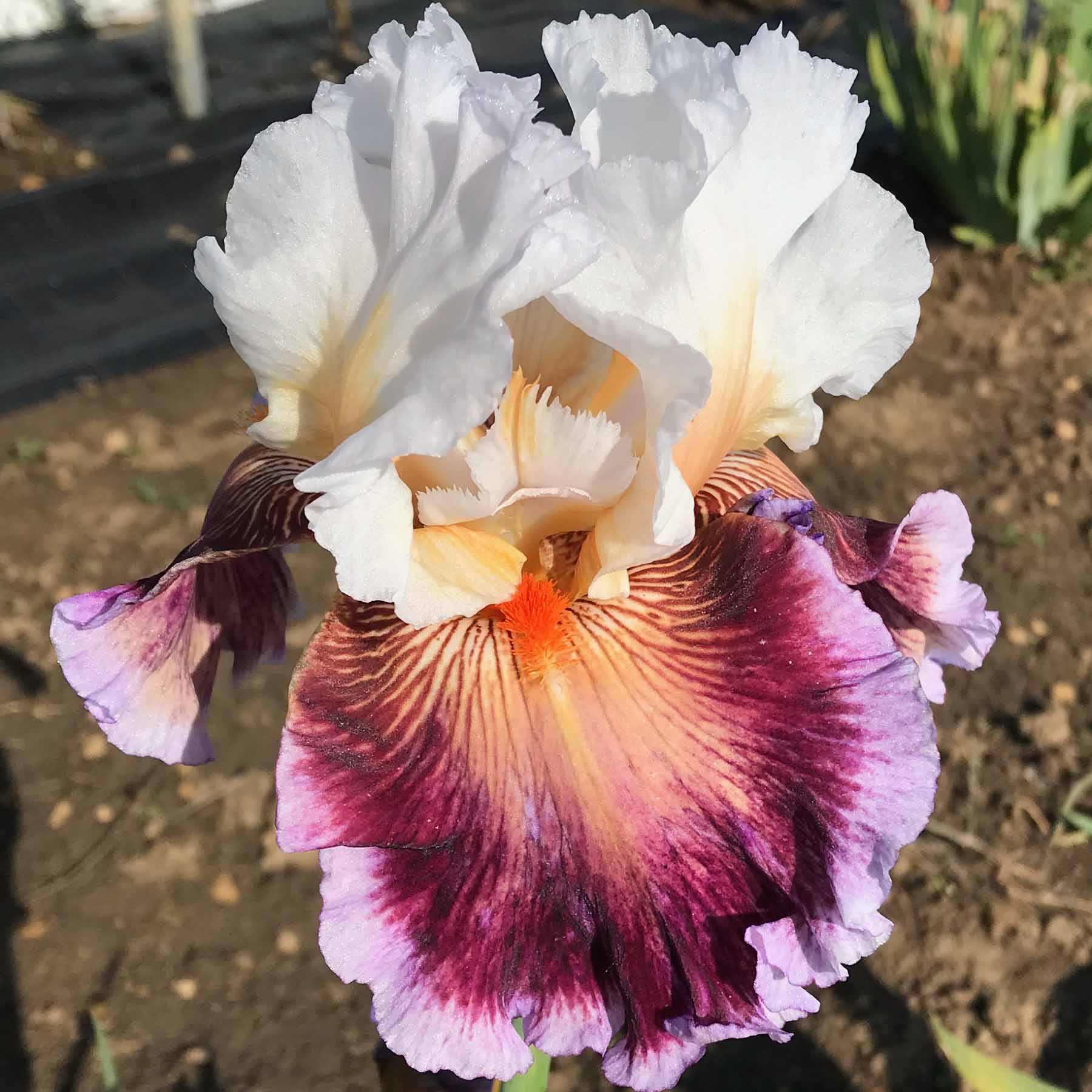Blue Buddha Farm Care to Dance Bearded Iris Easy to Grow Outdoor
