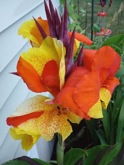 Blue Buddha Farm Giant Cleopatra Canna Lily Bulb Perfect for Outdoor Fall Planting