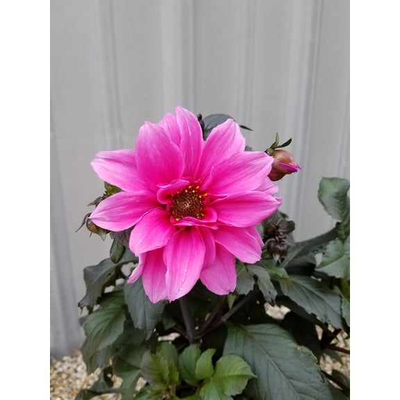 Blue Buddha Farm: Fascination Peony Dahlia Bulb - Easy to Grow Indoor or Outdoor Perennial Plant