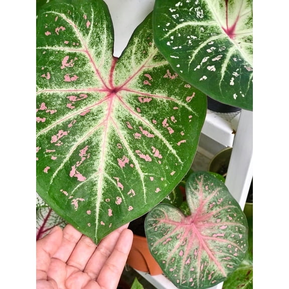 Blue Buddha Farm: Galaxy Caladium (2 Bulbs) - Easy to Grow Indoor or Outdoor Perennial Plant
