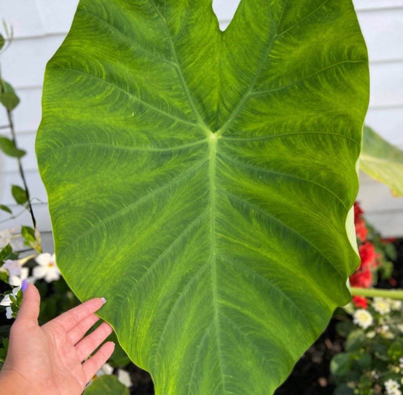 Blue Buddha Farm Giant Elephant Ear Colocasia Bulb Easy to Grow