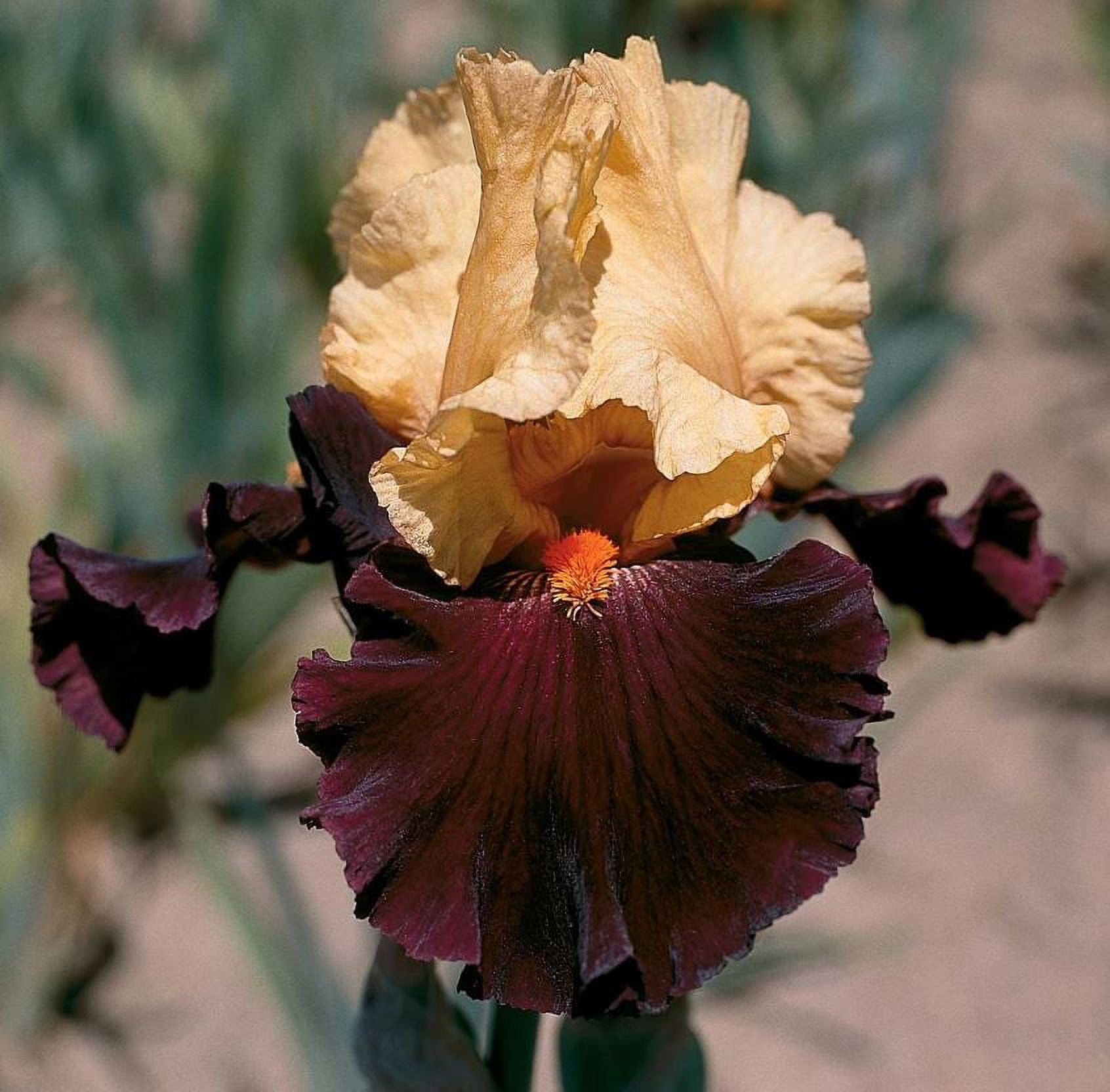 Blue Buddha Farm: Idol Bearded Iris - Easy to Grow Outdoor Perennial Plant