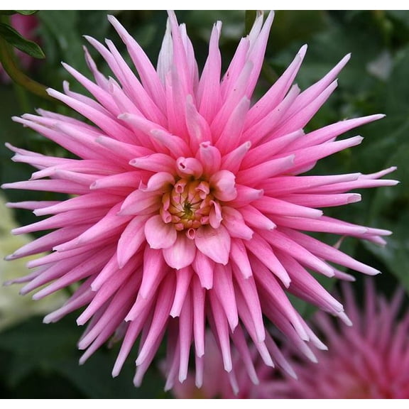 Blue Buddha Farm: Park Princess Cactus Dahlia Bulb - Easy to Grow Indoor or Outdoor Perennial Plant