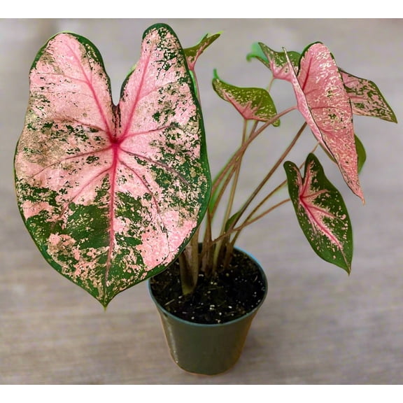 Blue Buddha Farm: Pink Beauty Caladium (2 Bulbs) - Easy to Grow Indoor or Outdoor Perennial Plant