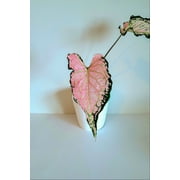 Blue Buddha Farm Pink Symphony Caladium 2 Bulbs - Easy to Grow Indoor or Outdoor Perennial Plant