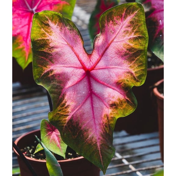 Blue Buddha Farm: Sunset Pink Caladium (2 Bulbs) - Easy to Grow Indoor or Outdoor Perennial Plant