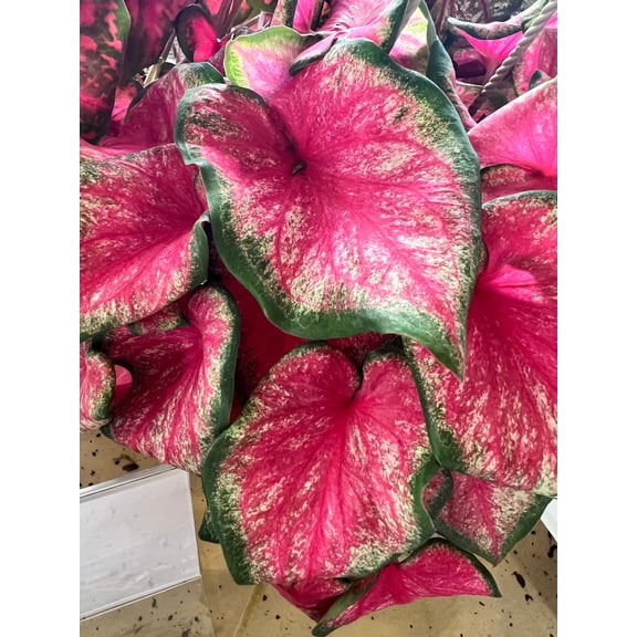 Blue Buddha Farm: Tickle Me Pink Caladium (2 Bulbs) - Easy to Grow Indoor or Outdoor Perennial Plant