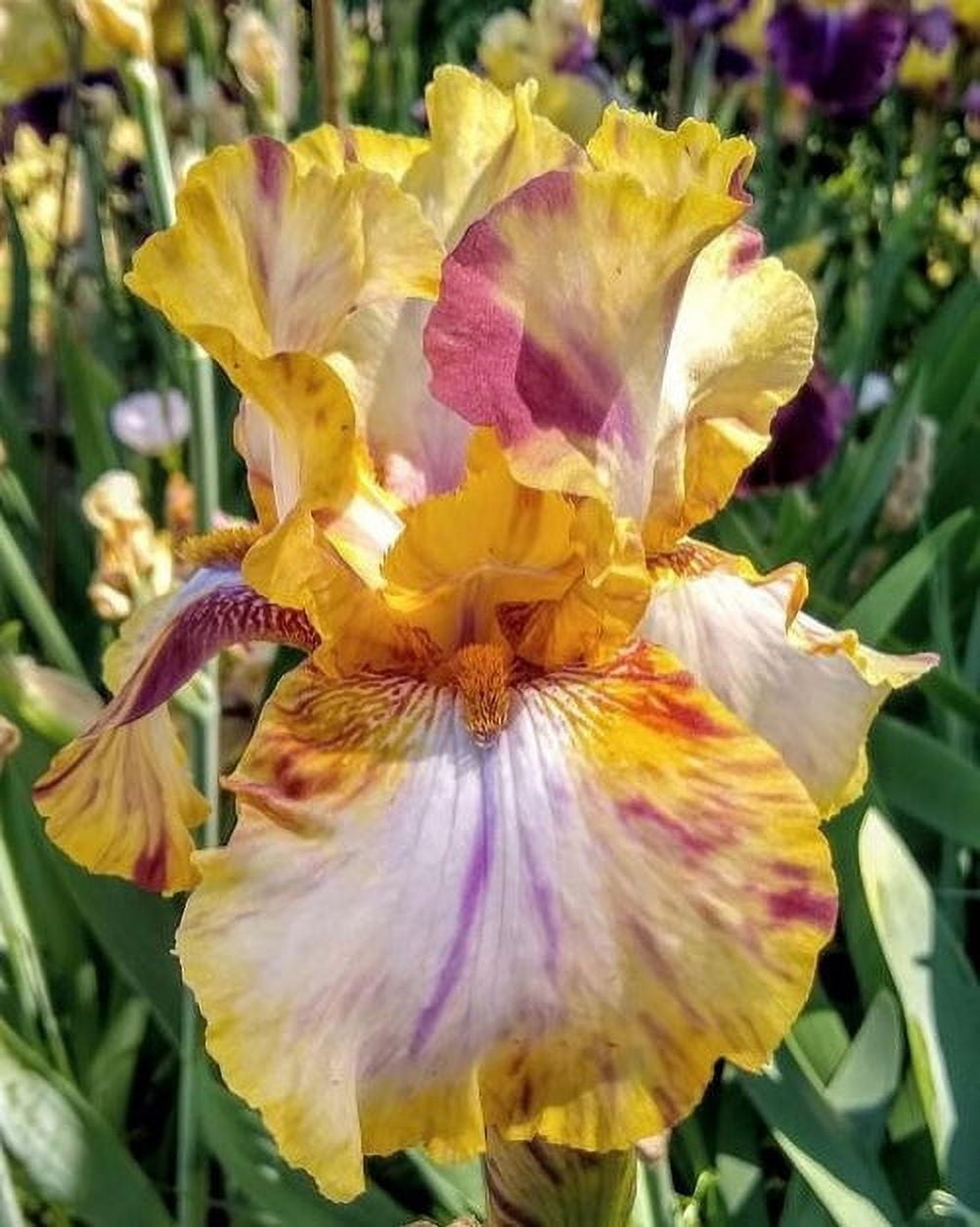 Blue Buddha Farm Toucan Tango Bearded Iris Bulb Easy to Grow Outdoor