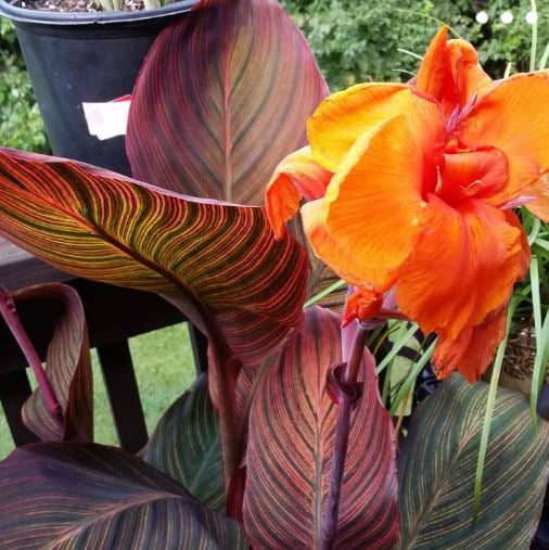 Blue Buddha Farm Tropicanna Canna Lily Bulb Easy to Grow Indoor or