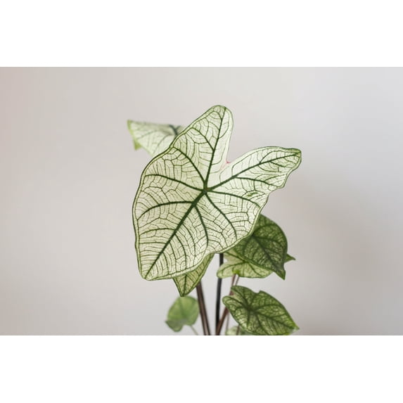 Blue Buddha Farm: White Christmas Caladium (2 Bulbs) - Easy to Grow Indoor or Outdoor Perennial Plant