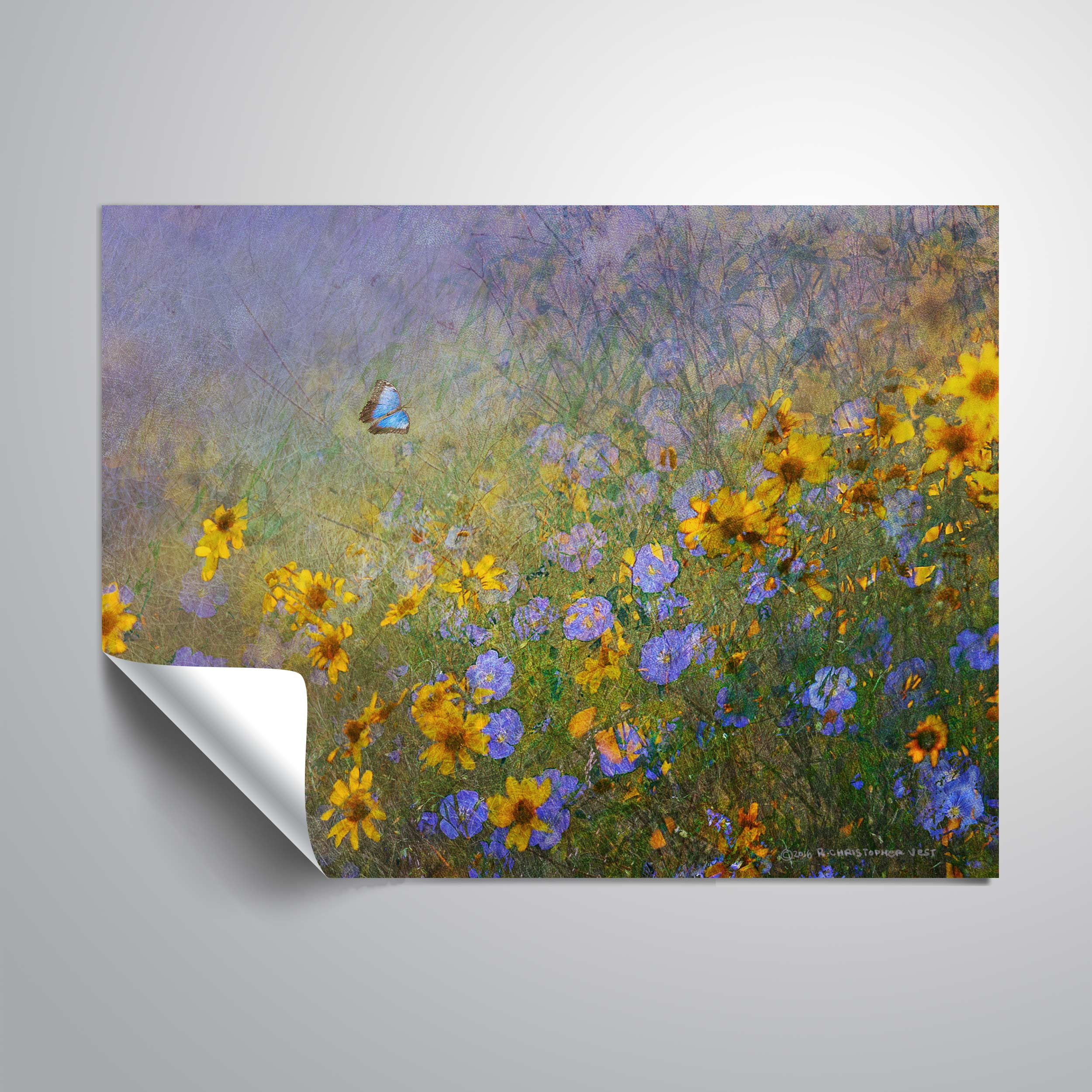 Blue Butterfly Flowers