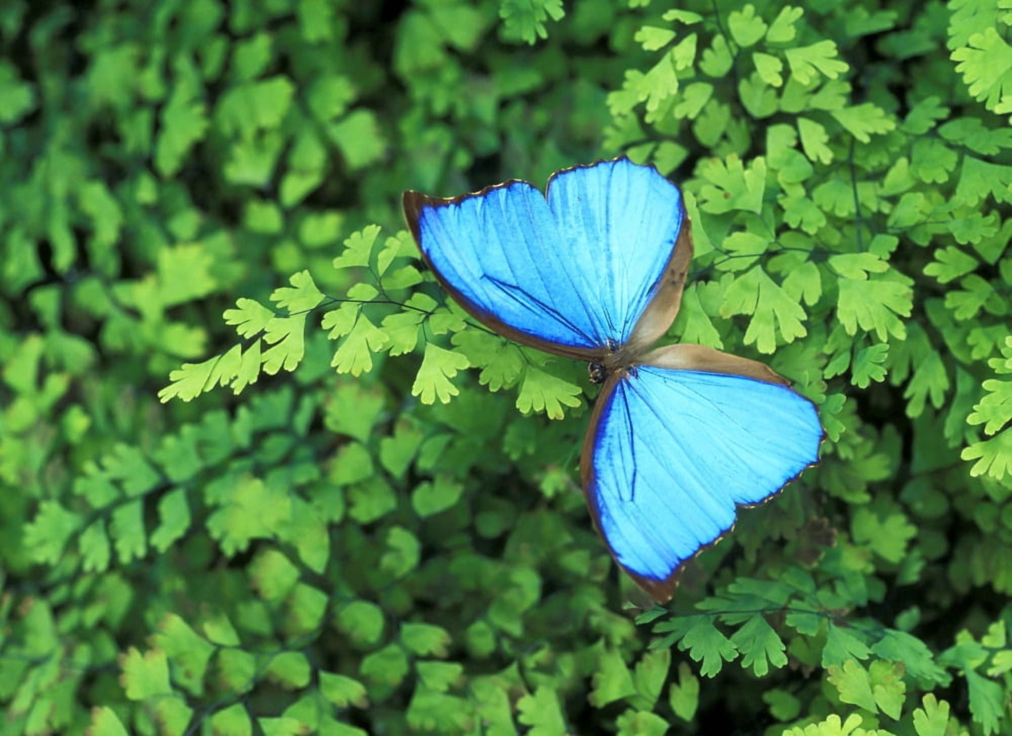 Blue Butterfly On A Plant Canvas Art - Don Hammond Design Pics (16 x 12)