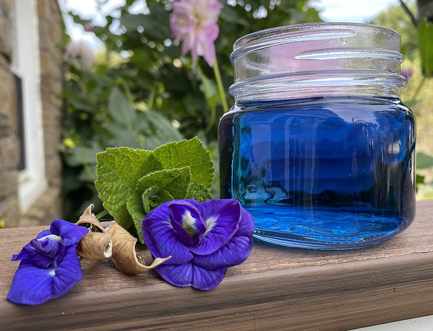 Blue Butterfly Pea Tea Seeds Double Flowered Premium Seeds Packet