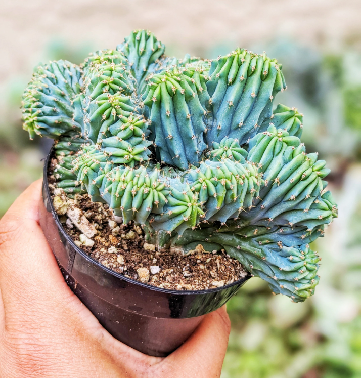 Blue Candle Crested Cactus Live Plant, Blue Myrtle Crested Cactus ...
