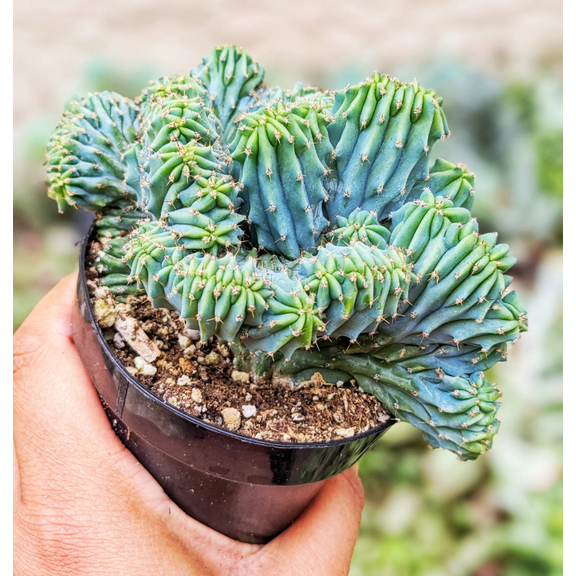 Blue Candle Crested Cactus Live Plant, Blue Myrtle Crested Cactus, Myrtillocactus Geometrizans "Strictum Cristata", Rare Plant, 4 Inch Pot