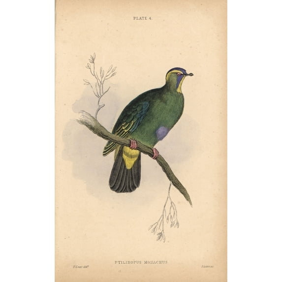 Blue-Capped Fruit Dove Ptilinopus Monacha Near Threatened Poster Print By ?? Florilegius Mary Evans