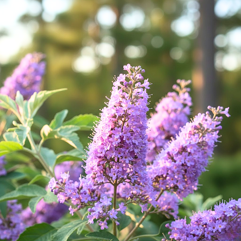 Blue Chaste Vitex Live Plant, Vitex Chaste Tree, Blue Chastes Tree ...