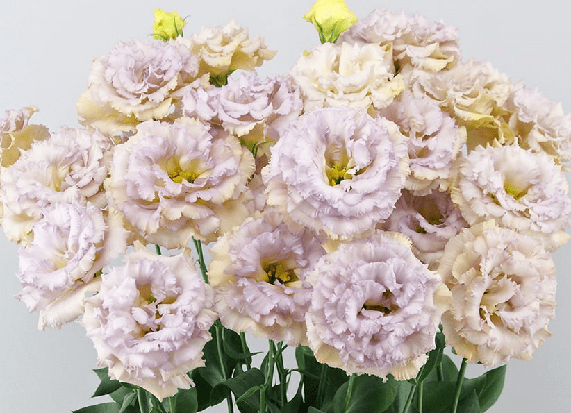 Eustoma Blue Blue Chateau Lisianthus Live Plant Eustoma Grandiflorum Plant Plug ...