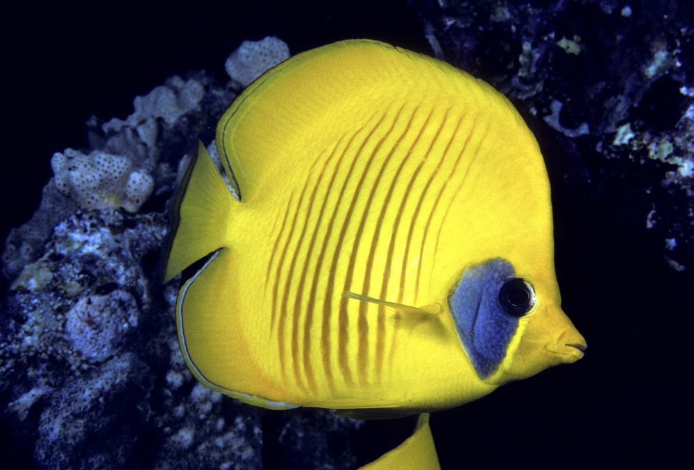 Blue Cheeked Butterflyfish (Chaetodon Semilarvatus) as also known as Masked or Golden Butterflyfish in Red Sea Canvas Art - Dave Fleetham Design Pics (34 x 22)