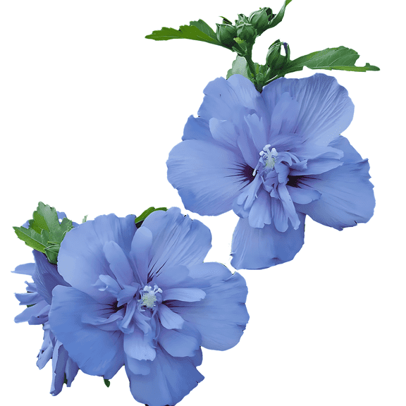 Blue Chiffon Rose of Sharon Shrub Soft Blue Double Blooms, Hardy Flowering Shrub, Zones 59