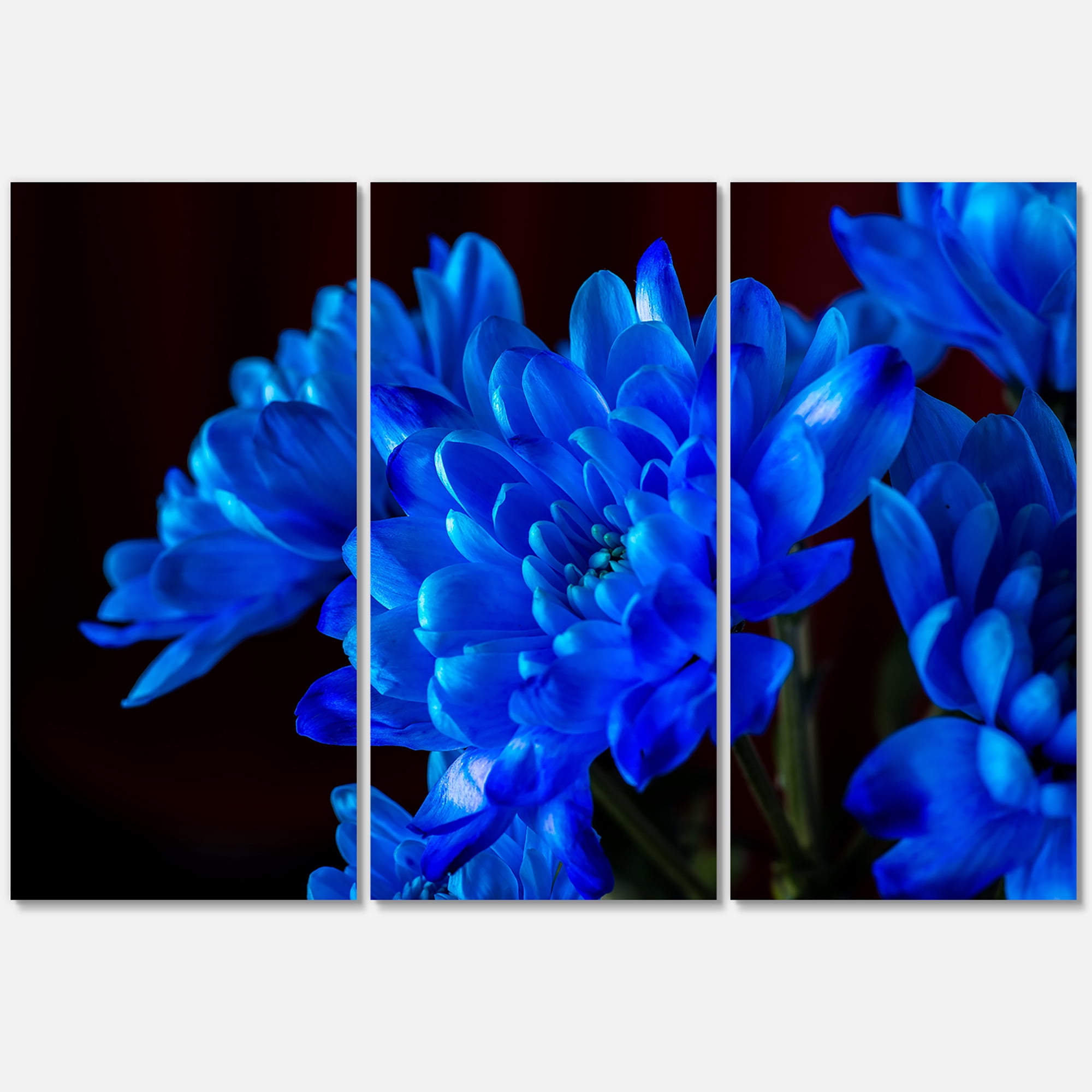 Blue Chrysanthemum Flowers On Black Backround 28 in x 36 in Photography Canvas Art Print, by Designart