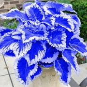 Blue Coleus Plant Seeds, 1 Packs 100 Count Each, Vibrant White-Edged Foliage, Garden and Indoor Growing