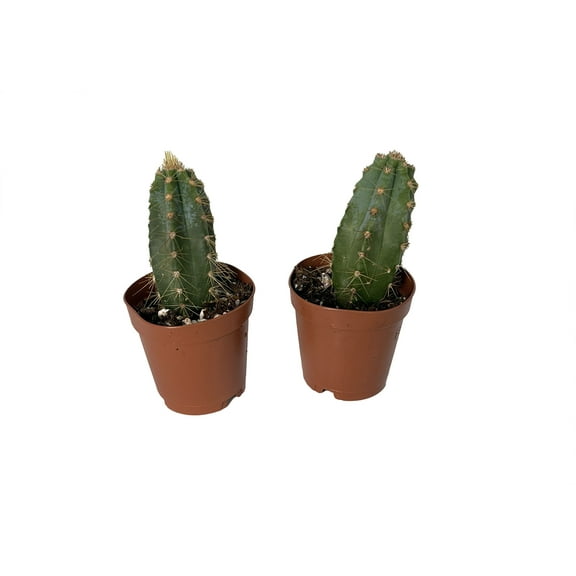 Blue Column Cactus - Pilocereus Pachicladus - 2 Pack in 2" Pots