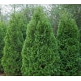 thumbnail image 1 of Blue Cone Arborvitae  2 Extra Large 3 Gallon Plants  Elegant & Hardy Evergreen Shrub, Striking Blue Foliage, Ideal for Privacy Screens, Hedges, and Landscape Accents, 1 of 5