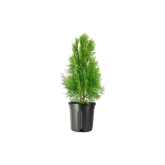 Blue Cone Arborvitae 3 Live Gallon Size Plants Vibrant Blue-Green Foliage for Landscaping, Hedges, and Privacy Screens, Drought and Deer Tolerant