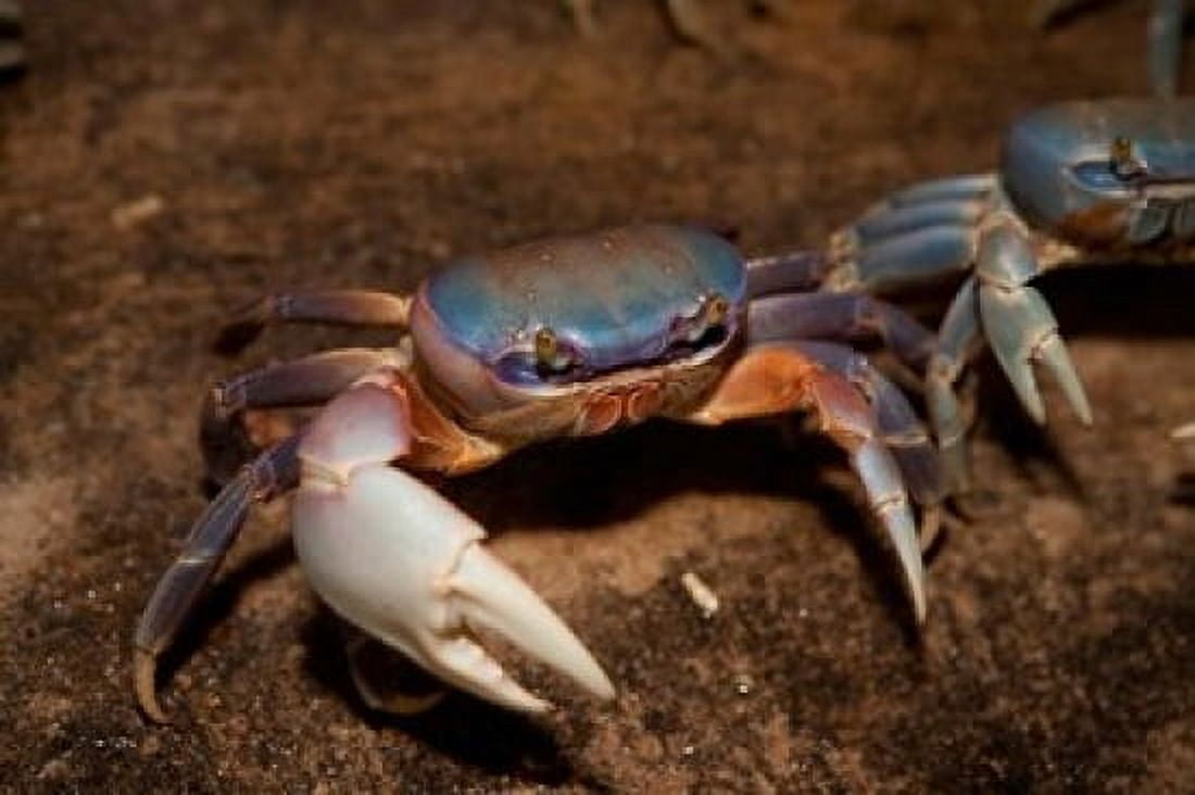 Blue Crab served in local restaurants Old San Juan Canvas Art - Greg Johnston DanitaDelimont (36 x 24)