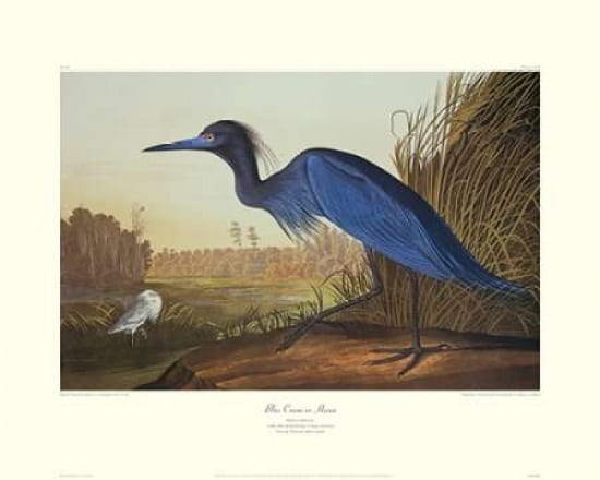 Blue Crane Or Heron (decorative border) Canvas Art - John James Audubon (24 x 30)