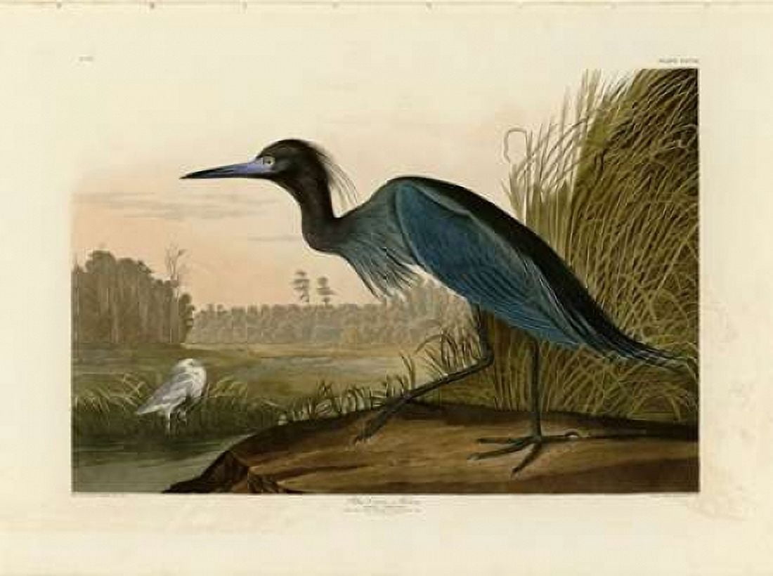 Blue Crane or Heron Canvas Art - John James Audubon (22 x 28)