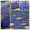 Blue Creeping Thyme Seeds MMF7 for Planting Perennial Landscaping