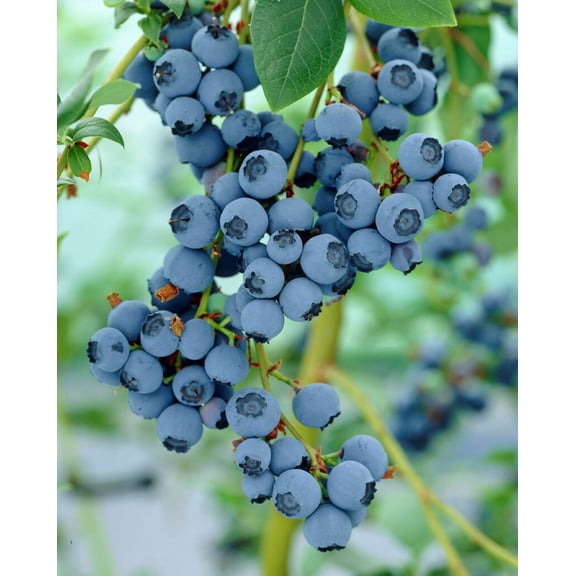 Blue Crop Blueberry Plant - 2.5" Pot - Large/Delicious/Midseason - No Shipping to Washington State or Oregon