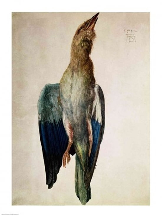 Blue Crow 1512 Canvas Art - Albrecht Durer (24 x 36)