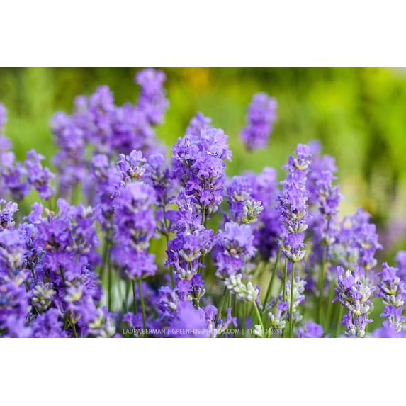 Blue Cushion French Lavender - Very Fragrant/Compact - Quart Pot - Indoors/Out