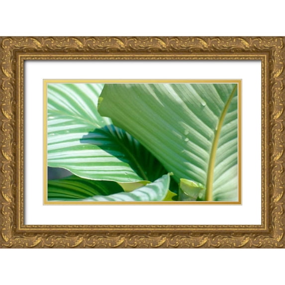 Blue, Cyril 32x21 Gold Ornate Wood Framed with Double Matting Museum Art Print Titled - Tropical Leaves