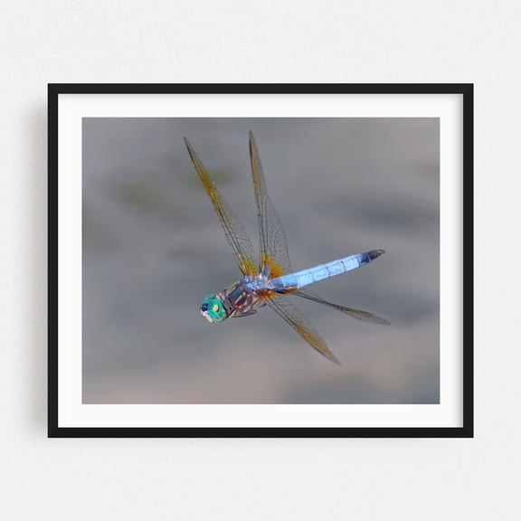 Blue Dasher (Pachydiplax longipennis) In Flight - Photography Dragonfly Insect Wildlife Nature Animal Botanical Black Framed Wall Art Print 12 x 16 inches