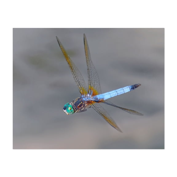 Blue Dasher (Pachydiplax longipennis) In Flight - Photography Dragonfly Insect Wildlife Nature Animal Botanical Unframed Wall Art Print 11 x 14 inches