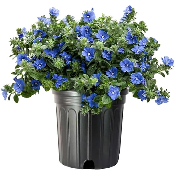 Blue Daze  1 Large Gallon Size Plant  Evolvulus Glomerata  Low Maintenance Drought Tolerant Blooming Groundcover