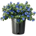 thumbnail image 1 of Blue Daze  2 Large Gallon Size Plants  Evolvulus Glomerata  Low Maintenance Drought Tolerant Blooming Groundcover, 1 of 9