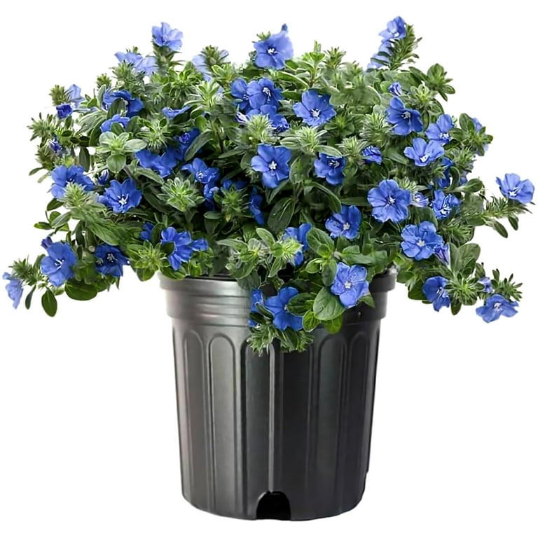 Heat-Loving Blue Daze Large Gallon Size Groundcover Plants with