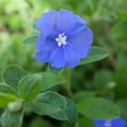 thumbnail image 1 of Blue Daze - 20 Live Plants - Evolvulus Glomerata - Low Maintenance Drought Tolerant Blooming Groundcover, 1 of 8