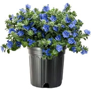 Blue Daze 3 Large Gallon Size Plants Evolvulus Glomerata Low Maintenance Drought Tolerant Blooming Groundcover