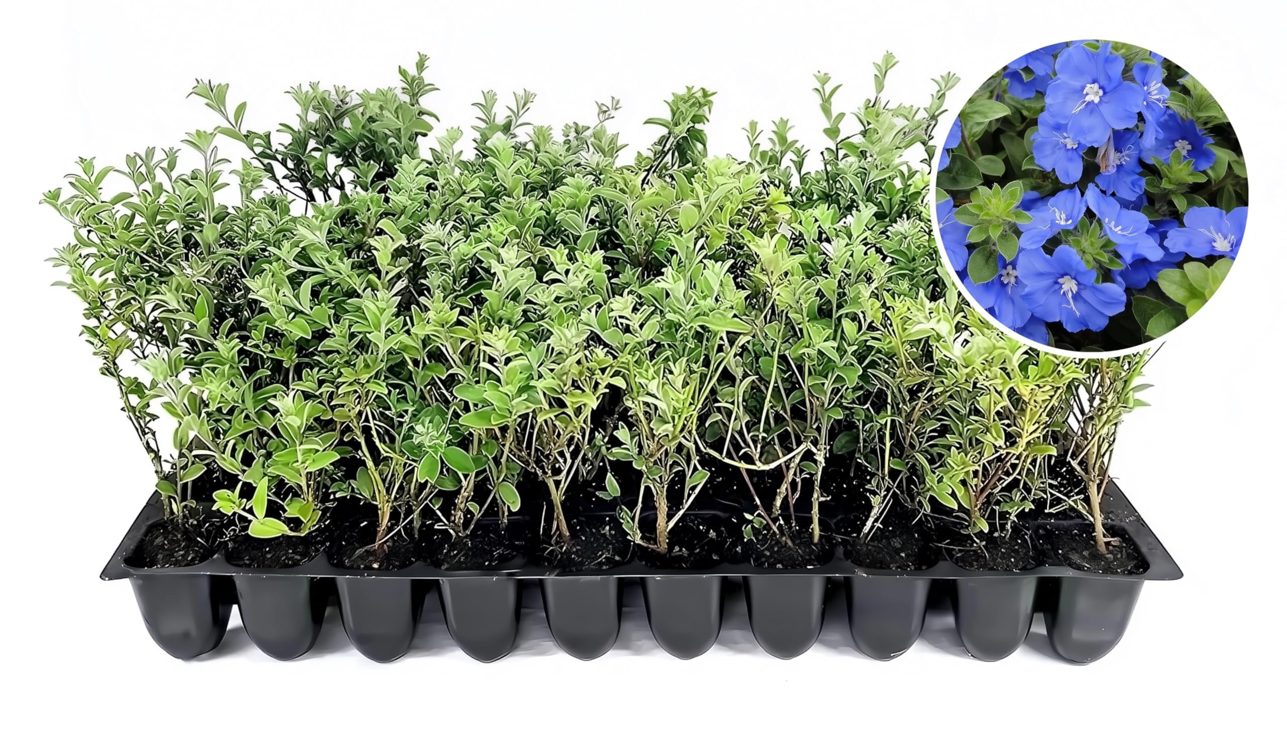 Blue Daze  3 Live Plants  Evolvulus glomeratus  Heat Tolerant Ground Cover  Year-Round Flowering Plant for Gardens & Landscapes
