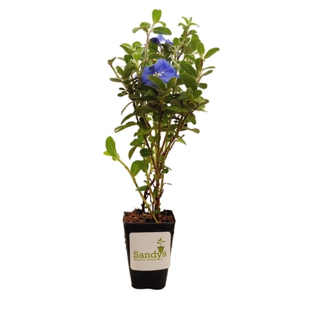 Blue Daze Evolvulus Glomeratus 3 Inch Pot